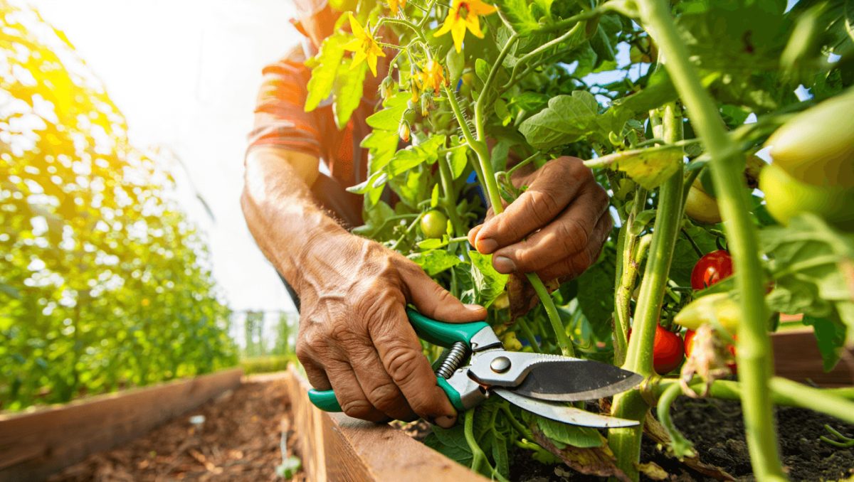 Cultivo de tomates