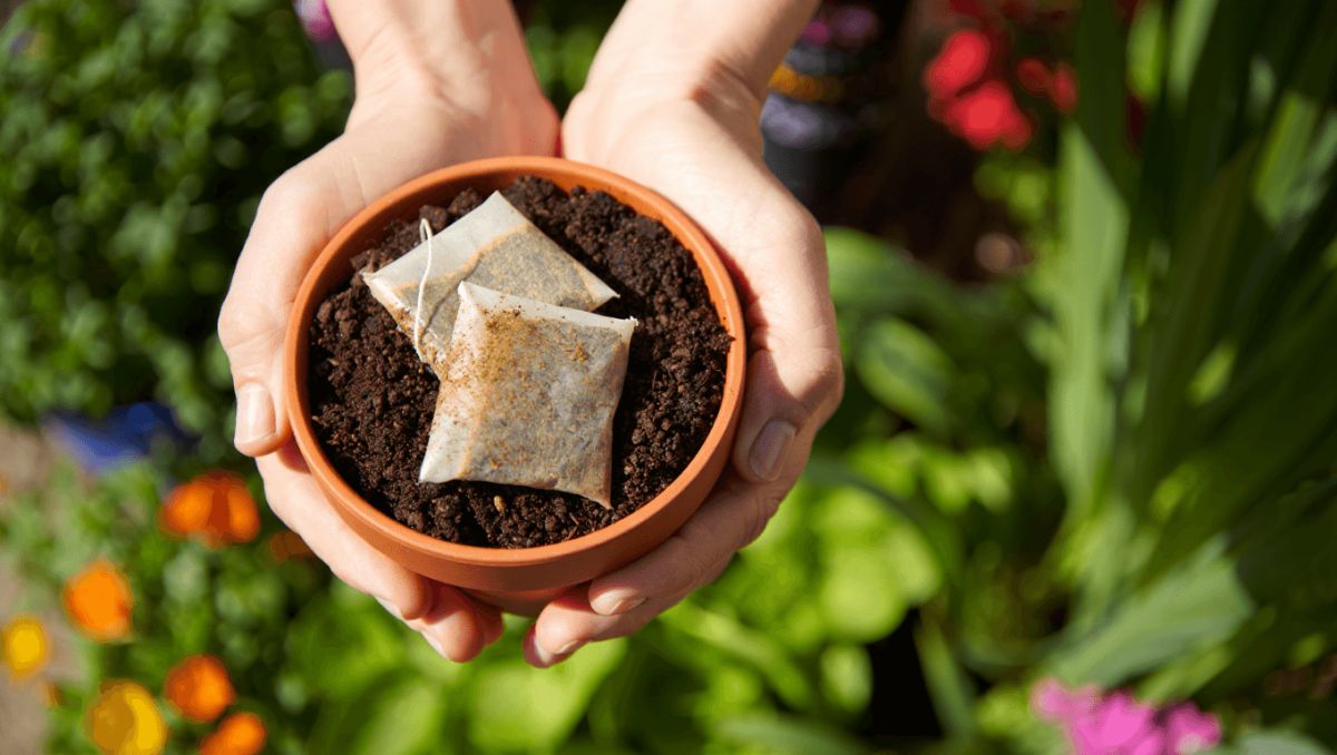 Hojas de té en el jardín
