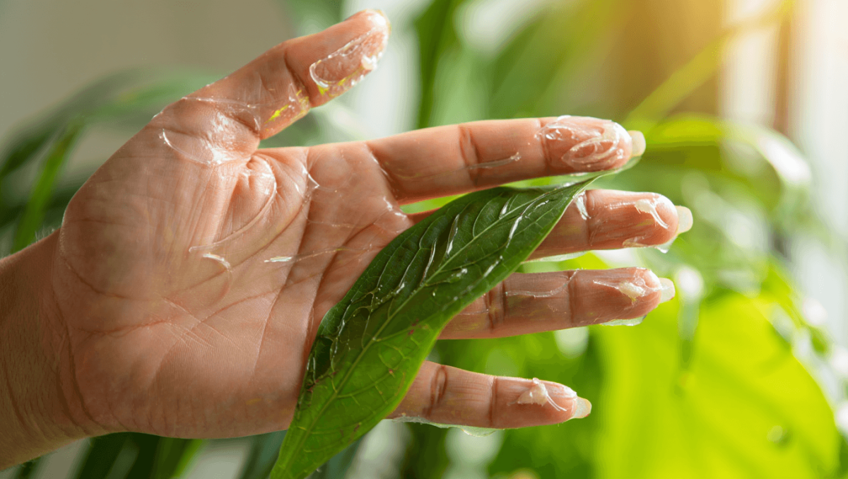 Hojas de plantas pegajosas