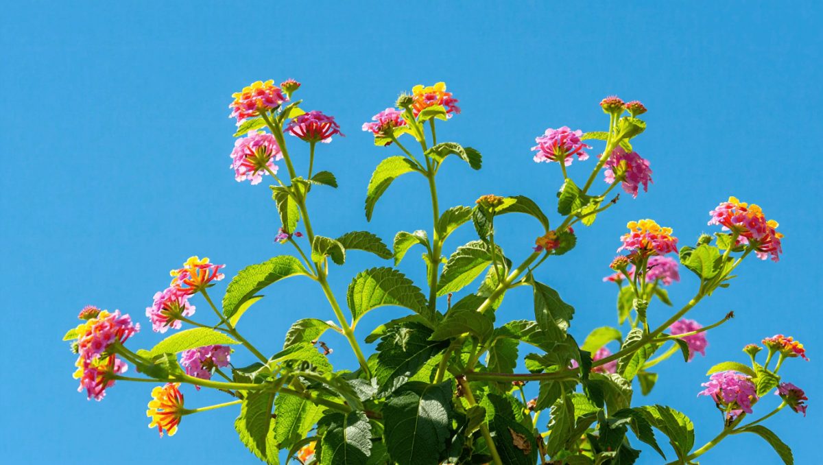 Planta Lantana