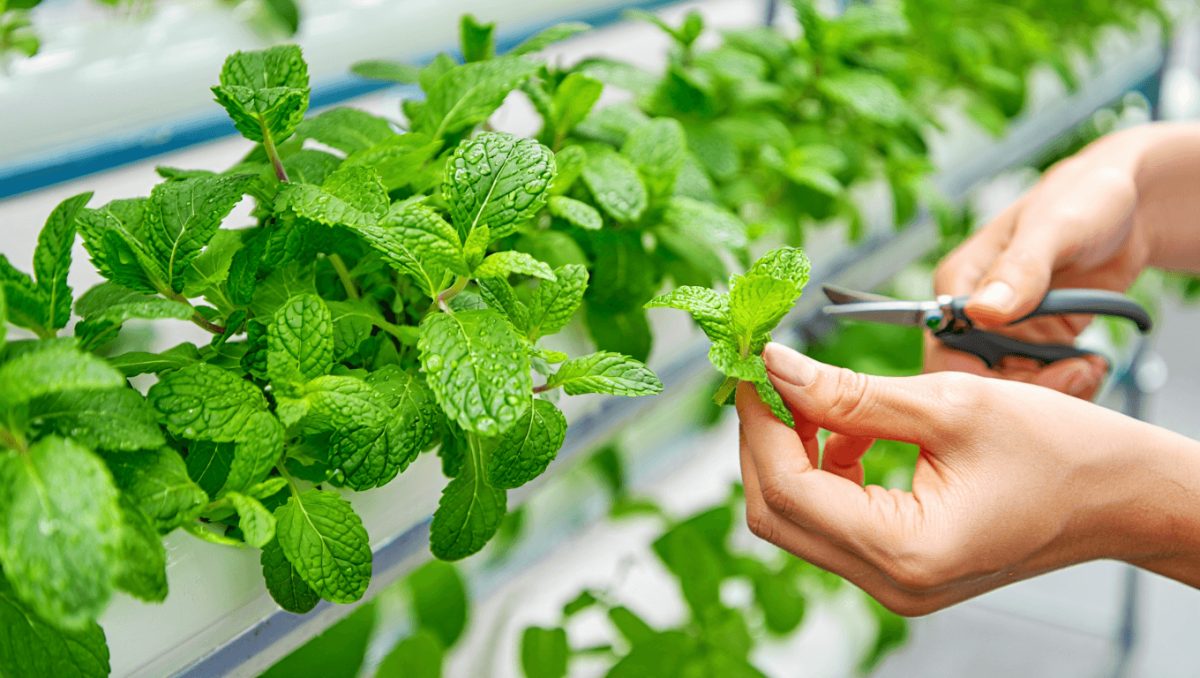 Cultivo de menta