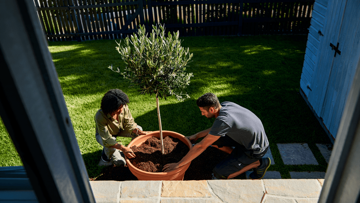 Guía de Árboles con Raíces No Invasivas para Jardines Pequeños
