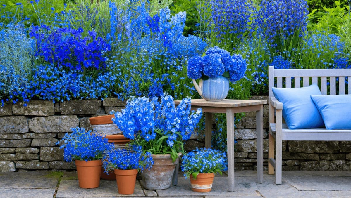 Plantas de flor azul