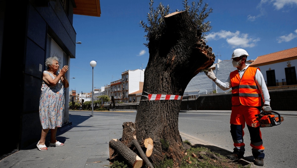 Poda de árboles urbanos