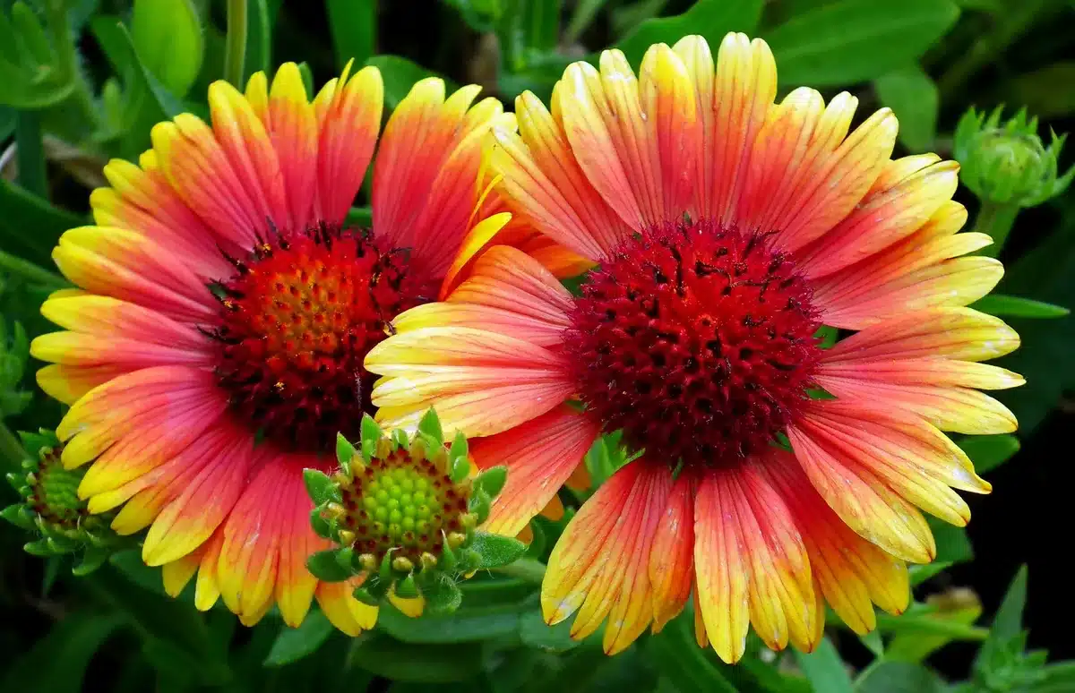 Diferentes variedades de flores Gaillardia con tonalidades rojas, amarillas y anaranjadas en un jardín soleado