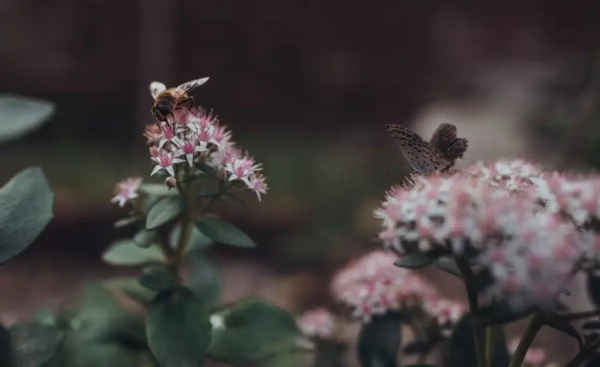 Abeja y mariposa alimentándose de flores silvestres en un jardín bajo el sol