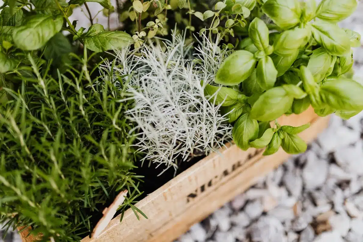 Variedad de hierbas aromáticas en macetas pequeñas