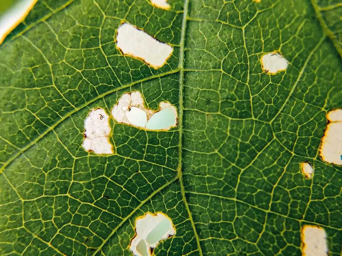Env&eacute;s de hoja afectada por mosca blanca con insectos visibles