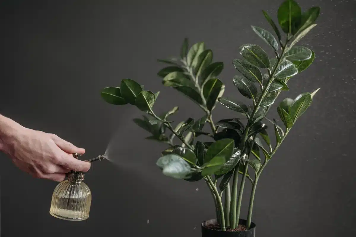 Hoja con plagas blancas y rocío de tratamiento ecológico