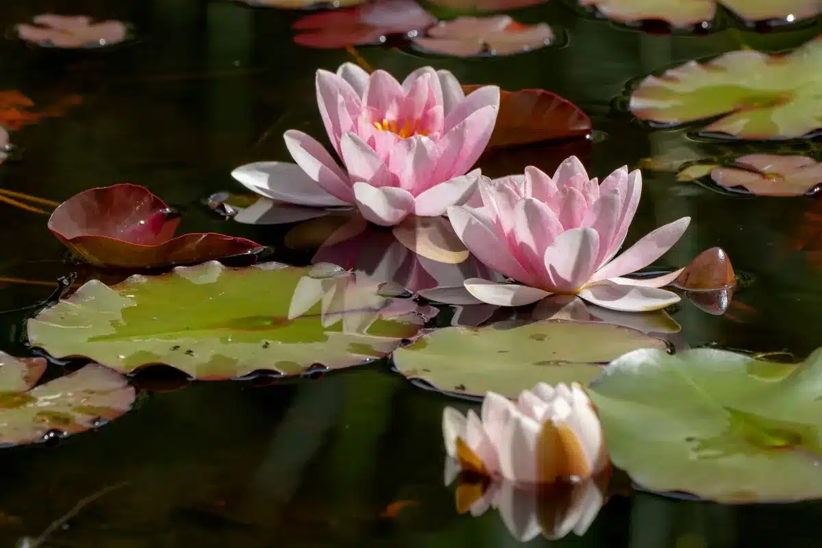 Nen&uacute;fares en flor bajo luz solar directa en un estanque bien mantenido