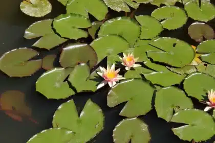 Estanque tranquilo con nenúfares en flor y hojas flotantes en agua clara