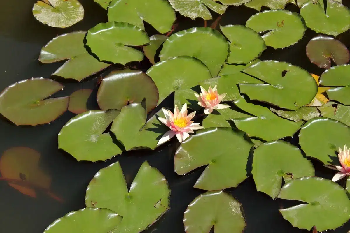 Estanque tranquilo con nenúfares en flor y hojas flotantes en agua clara