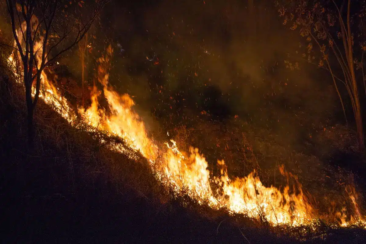 Zona de vegetaci&oacute;n seca con se&ntilde;ales de alerta de peligro de incendios forestales