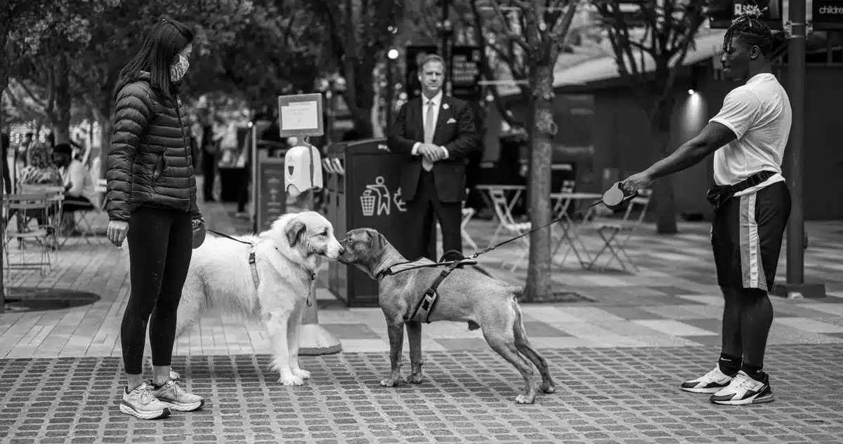 Dos due&ntilde;os de perros conversan en la calle mientras sus mascotas interact&uacute;an.