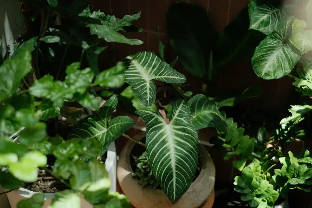 Plantas de interior como palmera de bambú, sansevieria y helecho de Boston colocadas en luz indirecta