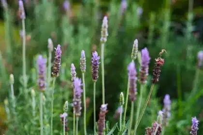Manos de jardinero podando rosales y lavanda con tijeras de jardín en luz natural