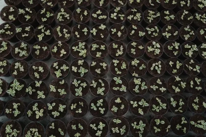 Bandejas de semillas con plántulas brotando bajo luces de cultivo en sustrato poroso
