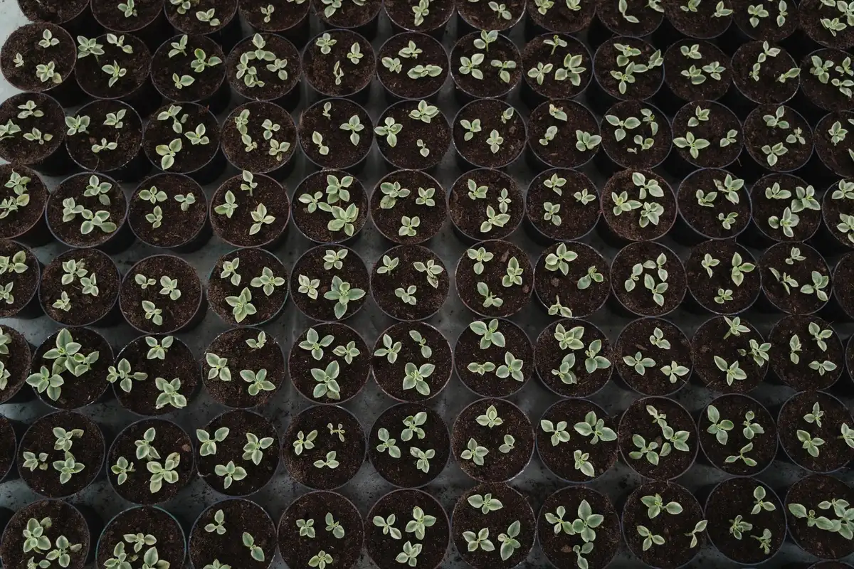 Bandejas de semillas con plántulas brotando bajo luces de cultivo en sustrato poroso