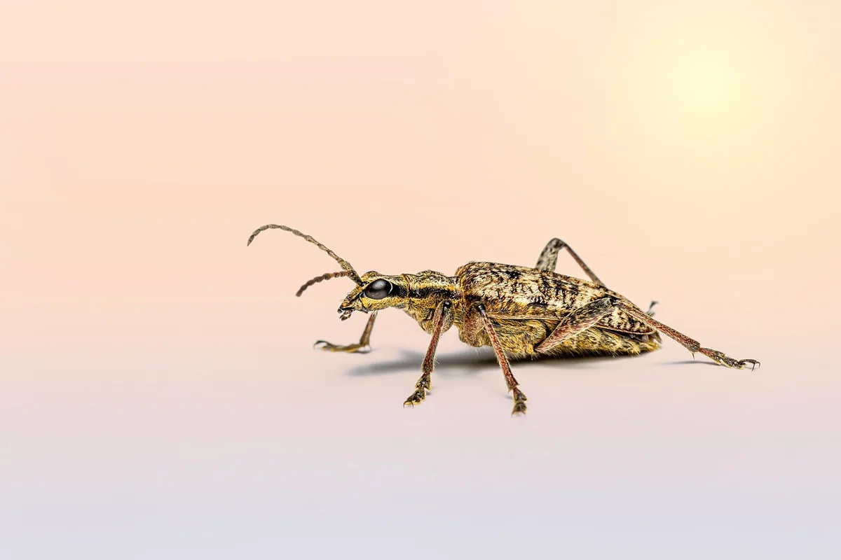 Investigador recogiendo abejas en campo para un censo