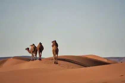 Duna y flores silvestres en Doñana con observador anónimo al fondo