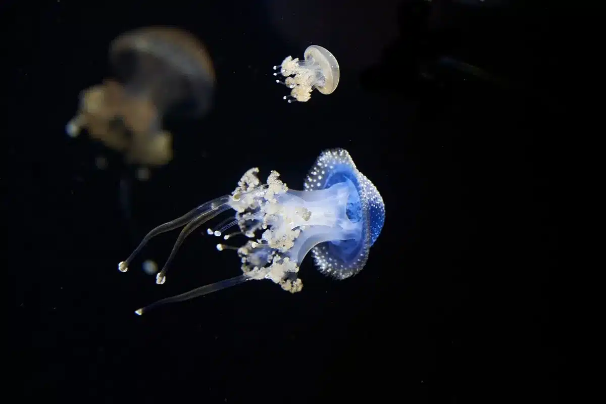 Plataforma flotante con tubos de bambú y paneles solares sobre mar agitado