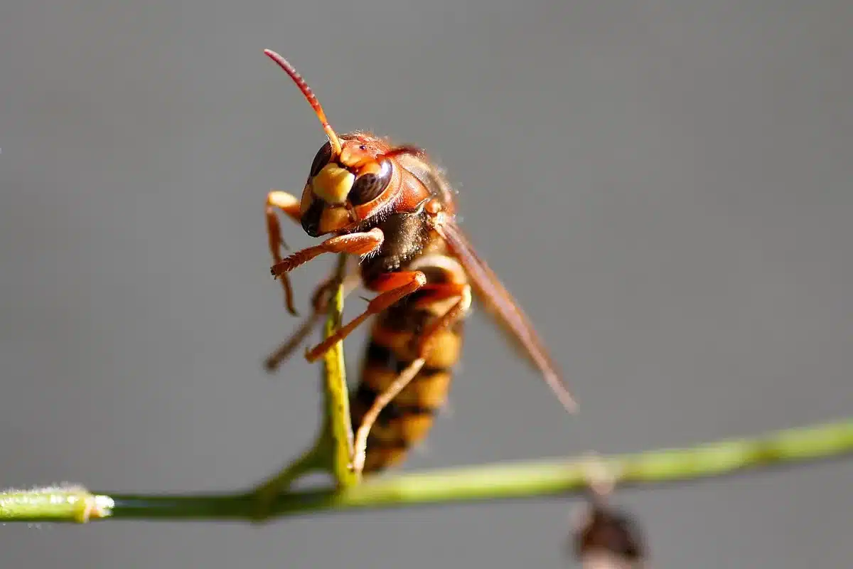 Vespa velutina posada mostrando patas de extremos amarillos, detalle identificativo