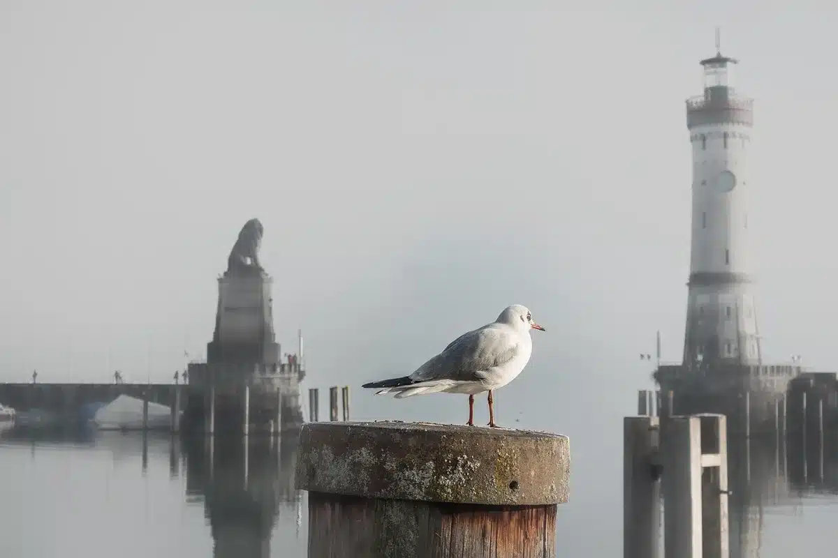 Estuario costero con vegetación ribereña y muelle, vista anónima