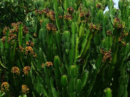 Euphorbia crestada anónima injertada en un alféizar con luz suave