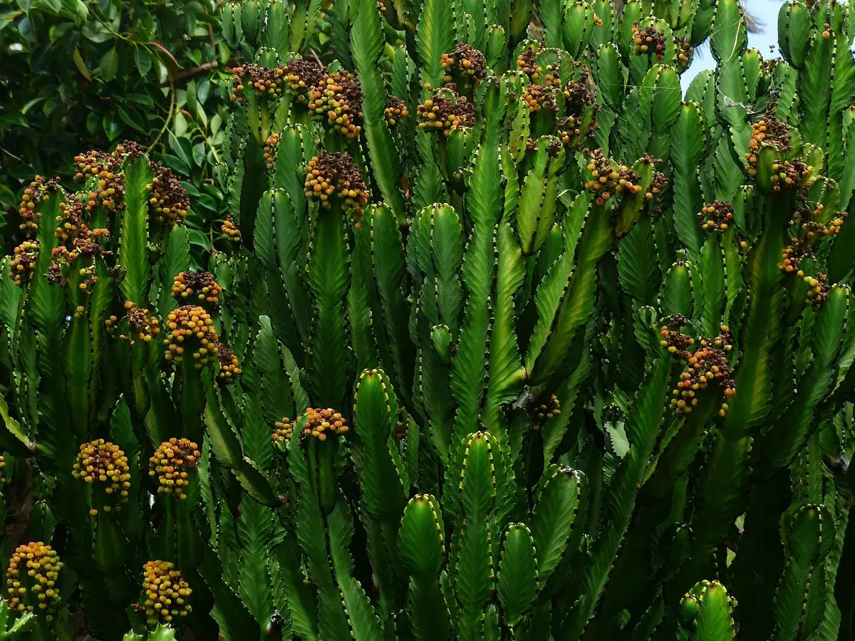 Euphorbia crestada anónima injertada en un alféizar con luz suave
