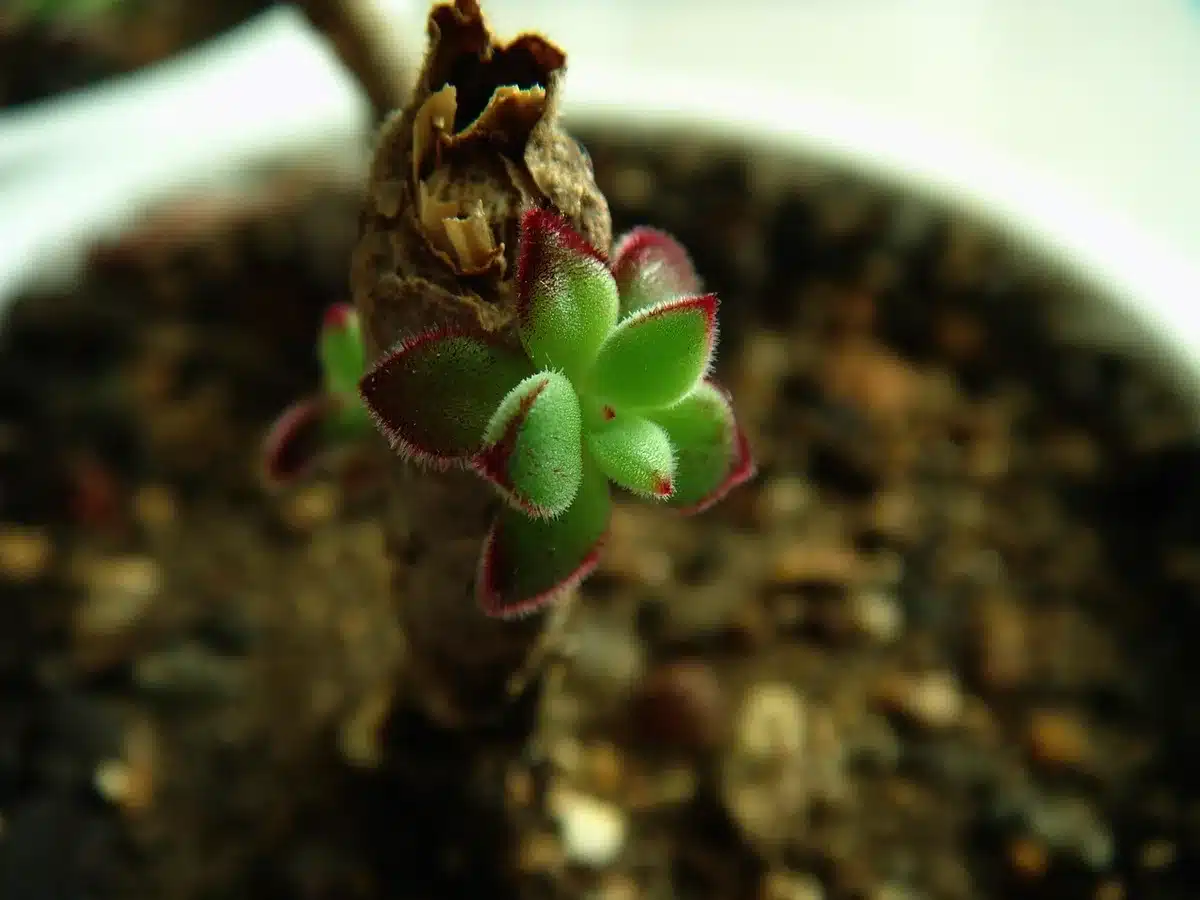Macetas con tierra y compost listo para plantar flores comestibles