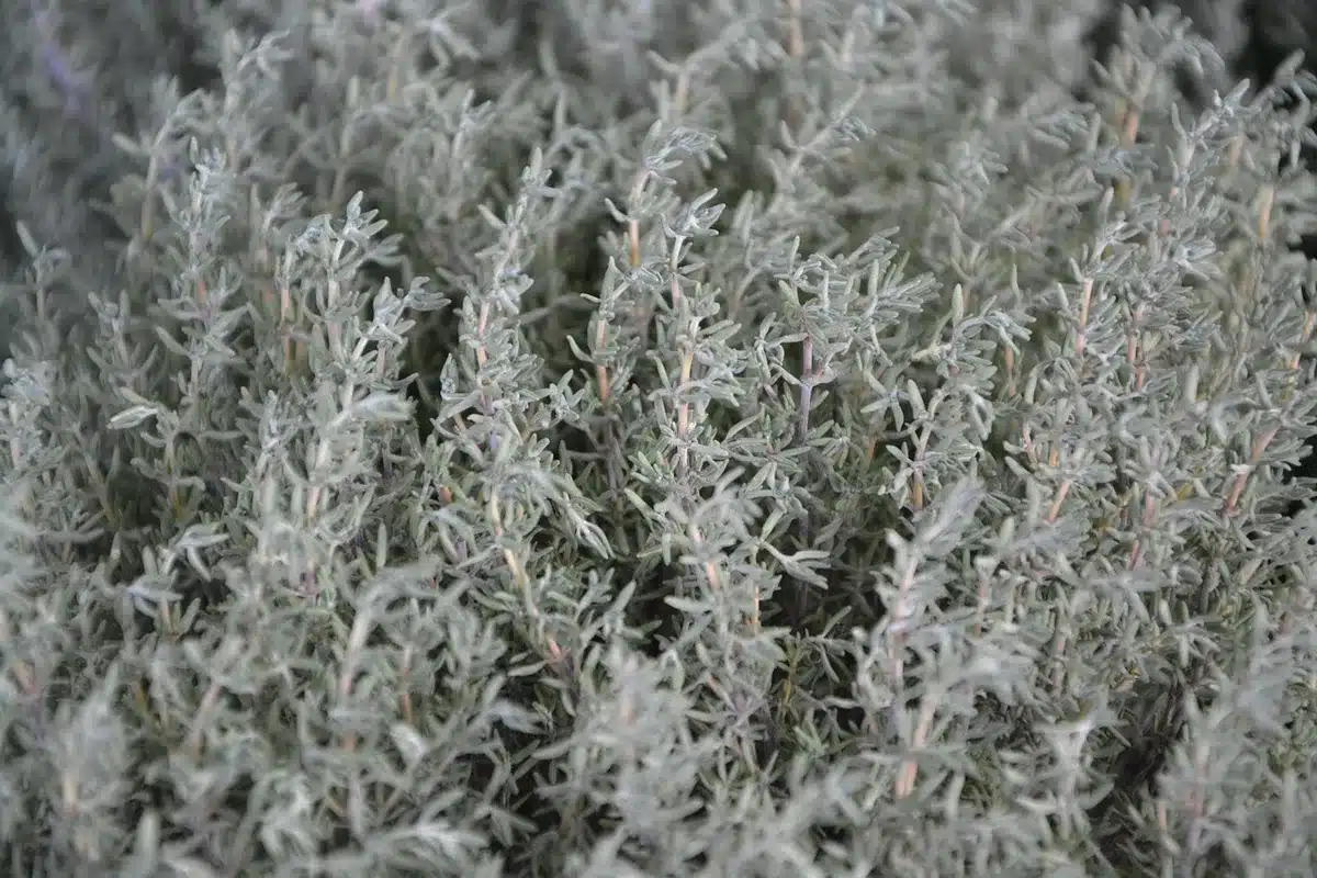 Colección de plantas mediterráneas y suculentas sobre grava