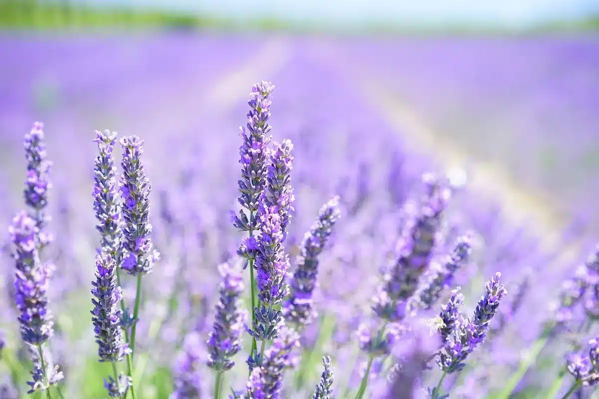 Macetas con lavanda y romero en balcón soleado