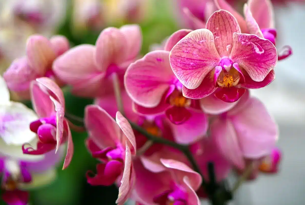 Mezclas de sustrato con corteza y musgo para orquídeas