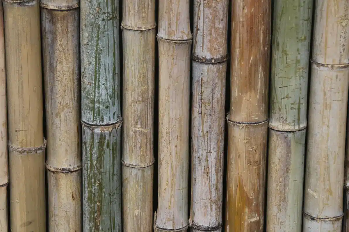 Detalle de tallos de bambú en una instalación artística dentro de una sala