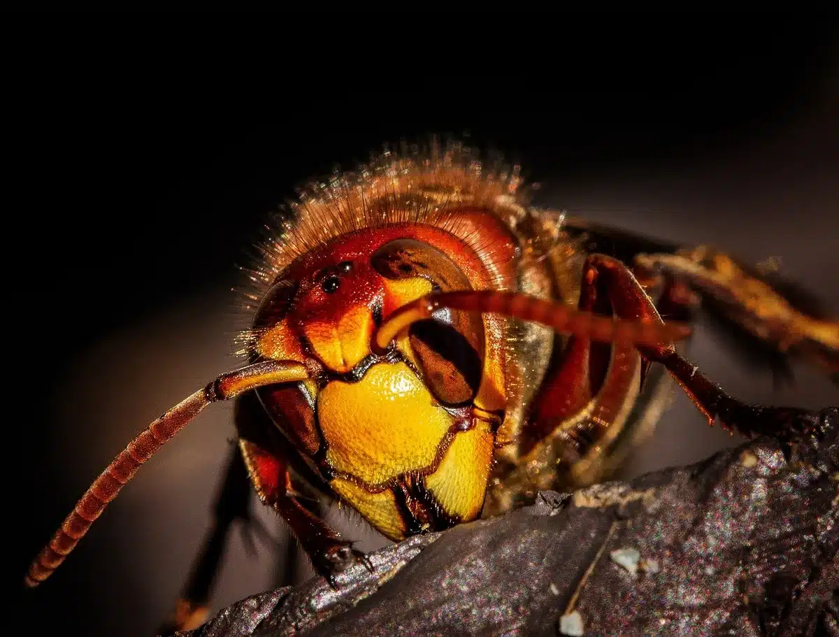 Ave posada entre hojas mostrando control de insectos en el jardín
