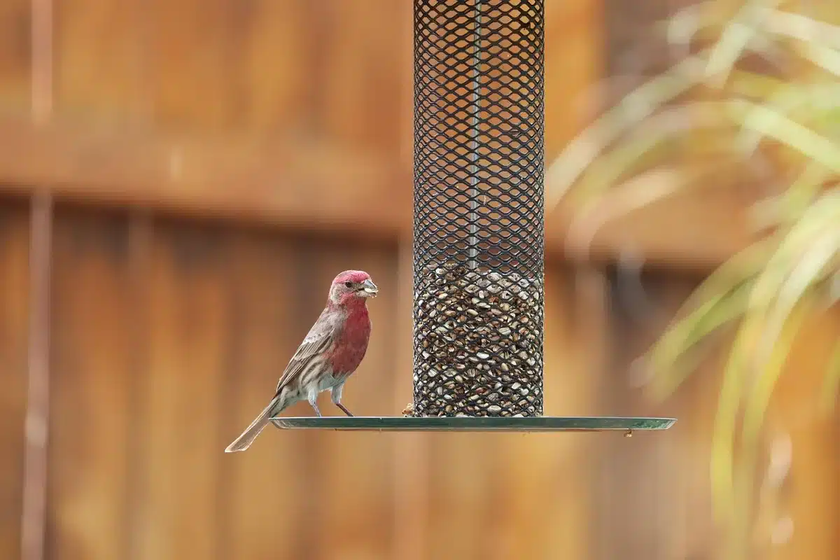 Comederos de pájaros bien situados junto a arbustos en un jardín