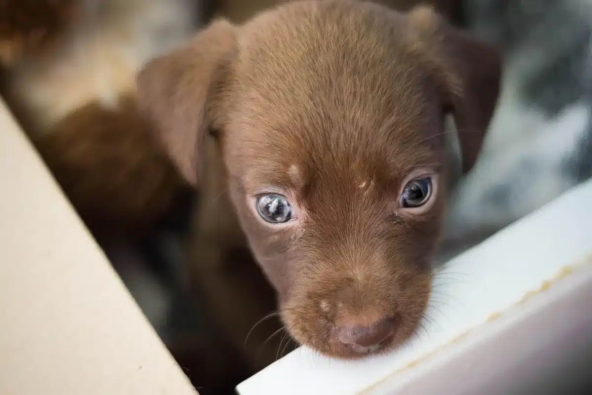 Perro rescatado en un set de rodaje sobre una manta