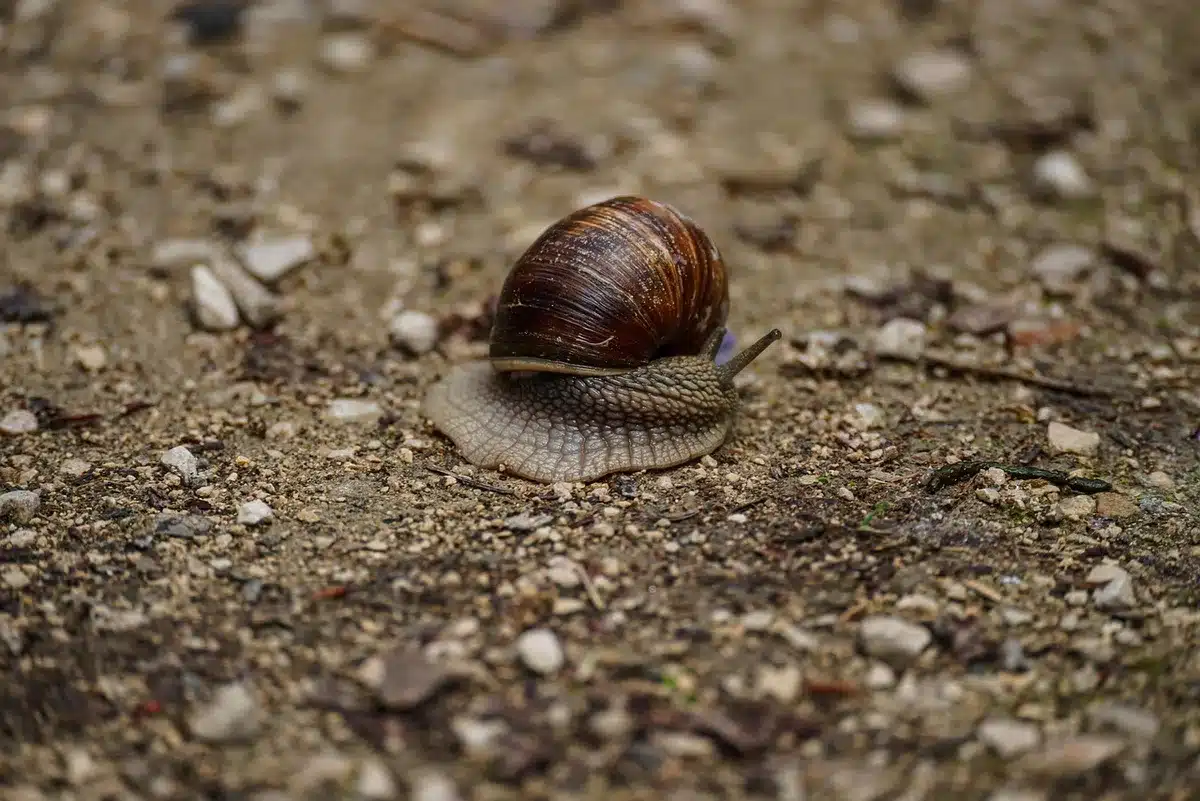 Suelo de jardín regado con gotas finas y pequeñas burbujas en la zona de raíces