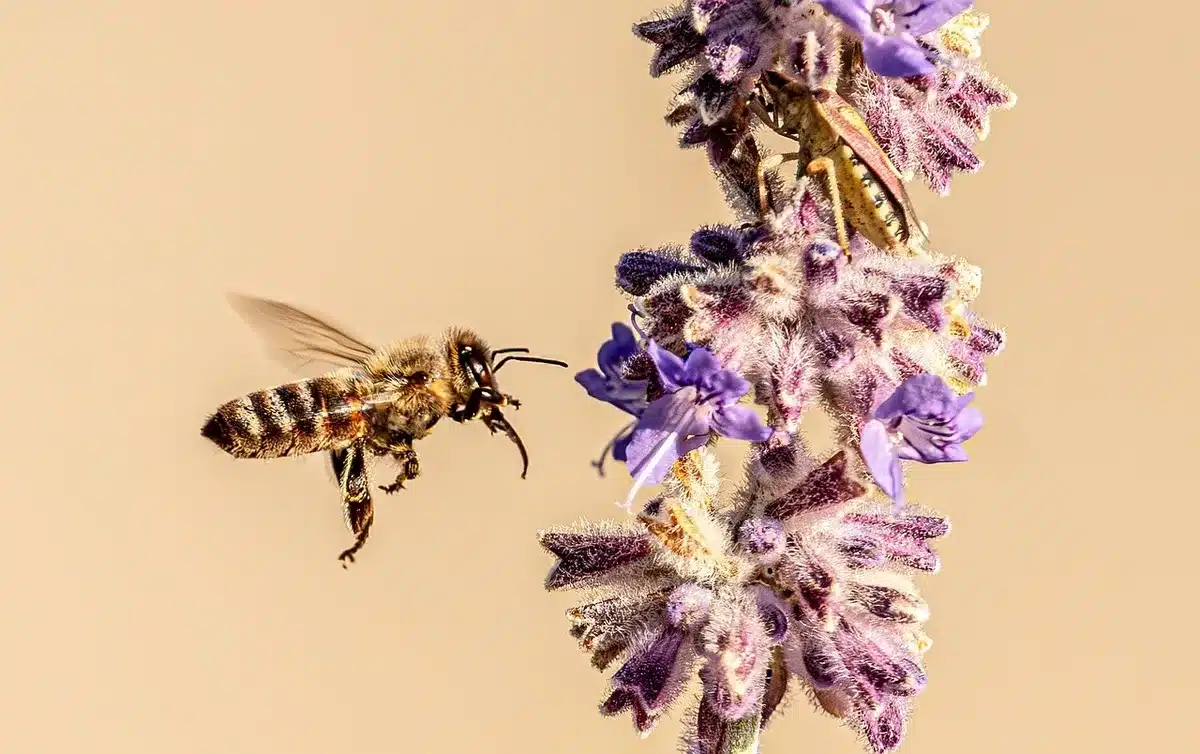 Ramillete de lavanda en flor con abejas visitando las flores