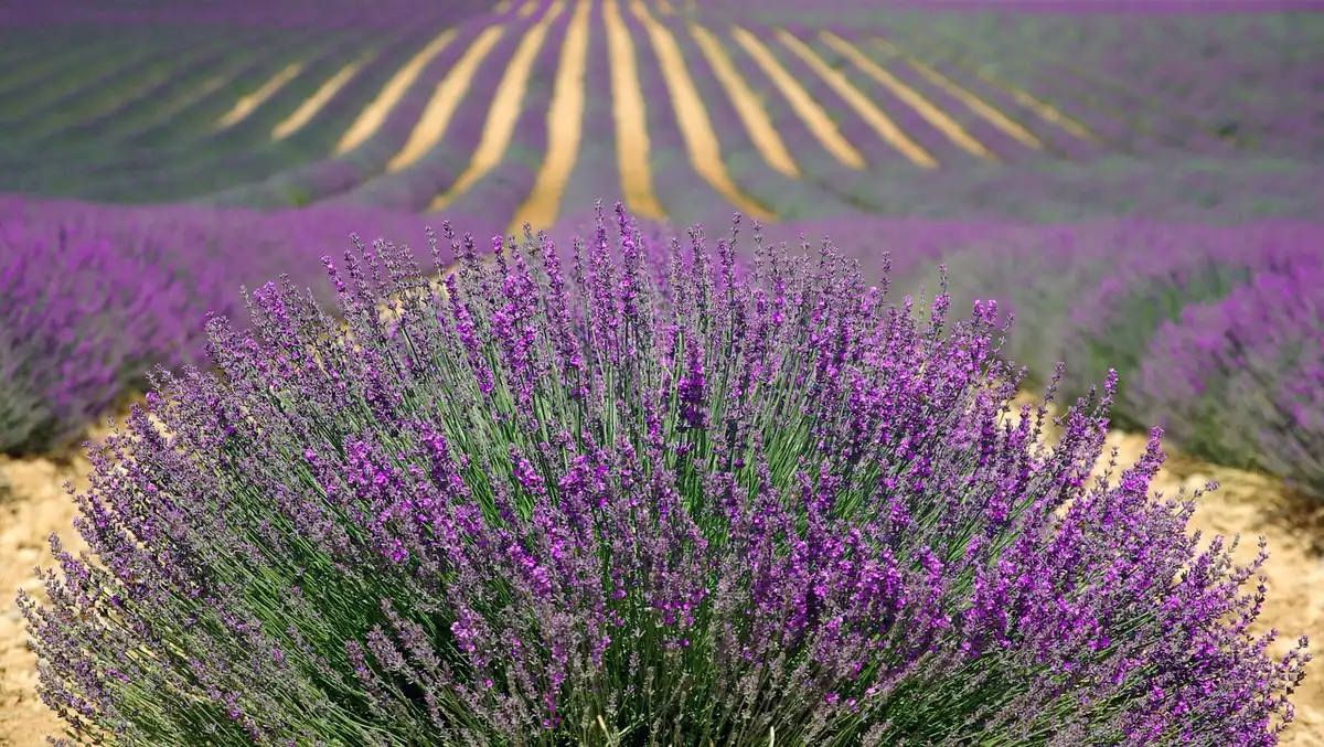 Balcón-jardín con macetas de lavanda, tomillo y girasol al atardecer