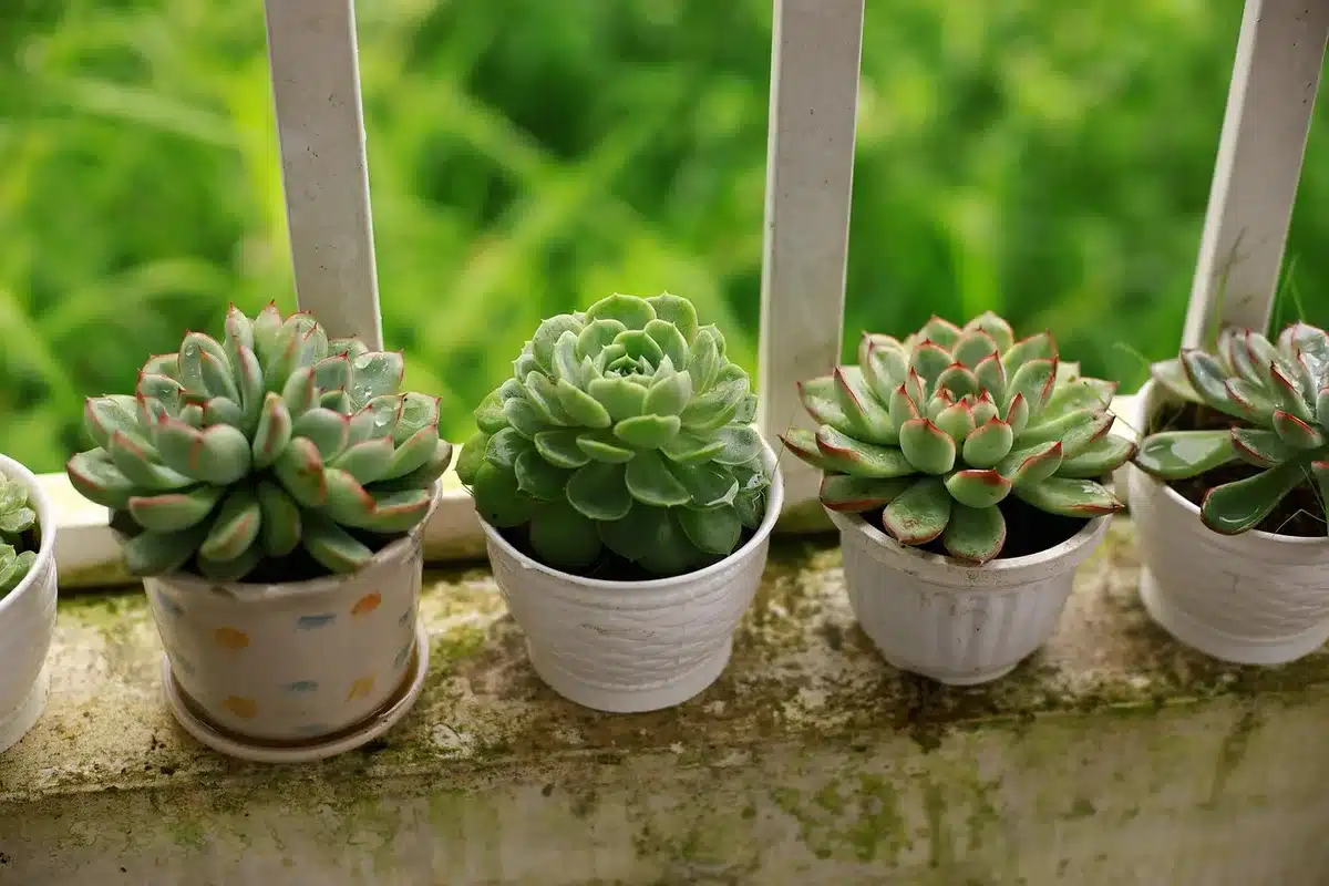 Jardineras con bambú y arbustos creando una pantalla verde en una terraza