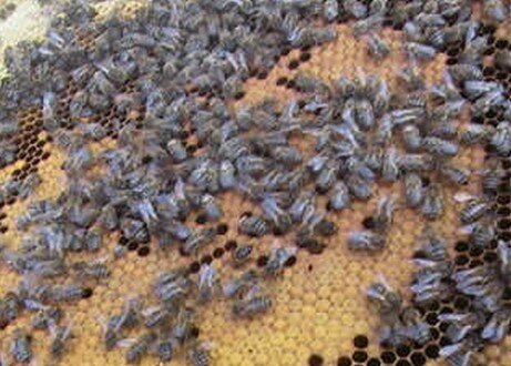abejas