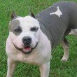 pitbull
