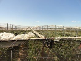 ASAJA daño viento archivo 2