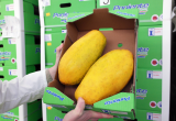 03-05-17 AGROPONIENTE. Fotos Papayas