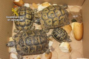 TORTUGAS_01