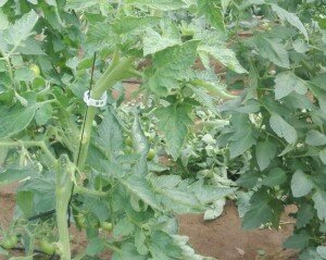 171127 virus en planta de tomate